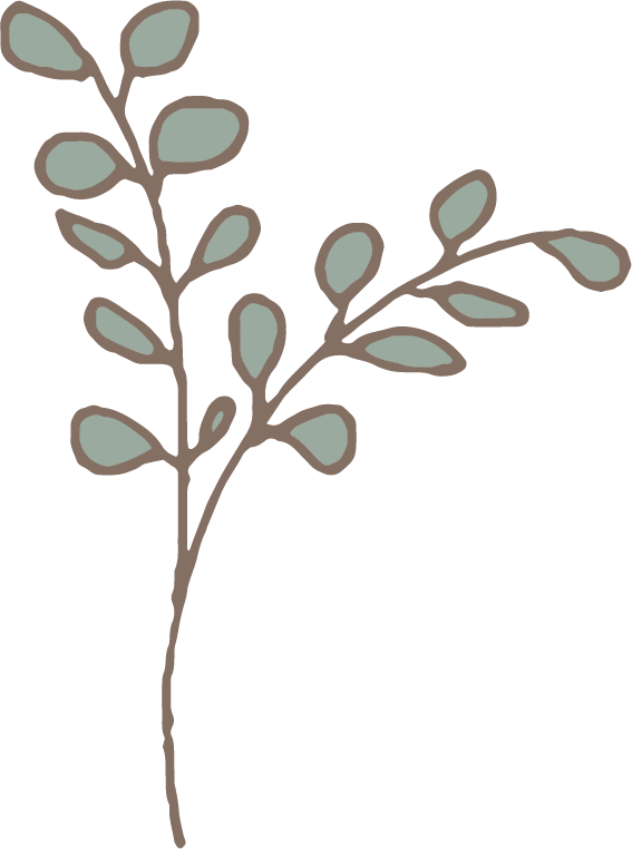 植物 植物の挿絵