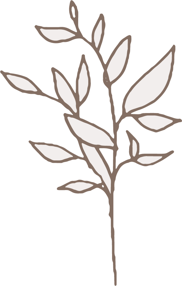 植物 植物の挿絵